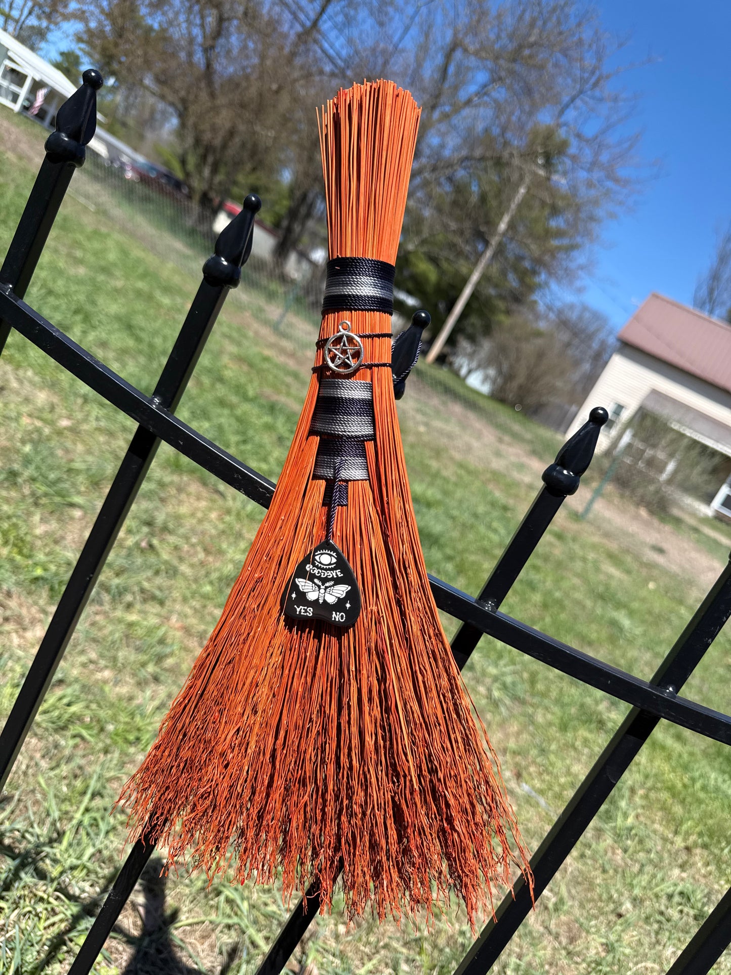 Orange/black Hawktail